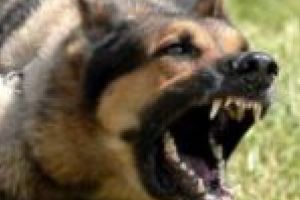 ȘOCANT. Băiat muşcat de un câine scăpat de la stână! S-a întâmplat la Caransebeş!