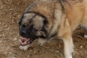 Copil mutilat de un câine scăpat de la o stână. L-a fugărit până l-a pus la pământ şi l-a muşcat