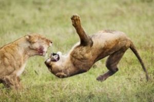 Braconieri de coarne de rinocer, devorati de lei intr-o rezervatie din Africa de Sud