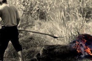 ANSVSA: 44.580 de porci dintr-o exploataţie din Tulcea urmează să fie sacrificaţi!