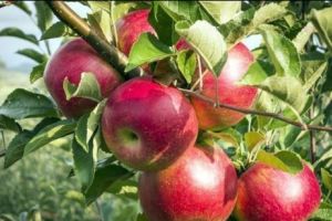 TRAGEDIE în Văleni. FAMILIA este în stare de ȘOC. Ce descoperire MACABRĂ au făcut