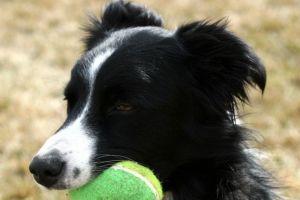 Targ de adoptii langa Timisoara. Puteti lua acasa un caine sau o pisica