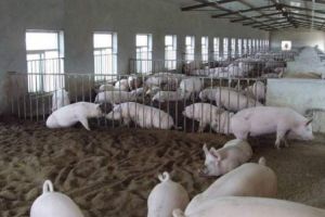 Noi cazuri de pestă porcină africană, confirmată