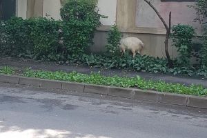 FOTO. Două capre au ieşit la plimbare, în municipiul Satu Mare