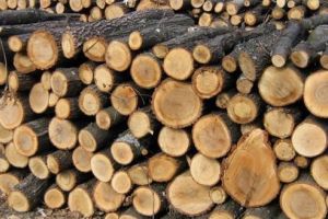 Depozit de material lemnos înfiinţat la Ibăneşti