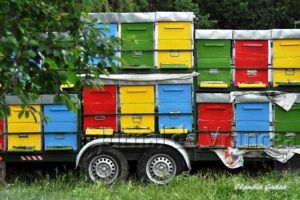 ULTIMĂ ORĂ: Un bărbat a murit după ce a fost înţepat de un roi de albine