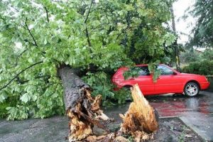 Masini avariate in Ploiesti, de un copac rupt de vant, pe strada Cameliei
