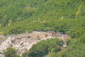 Caprele negre, greu de observat în Parcul Naţional Munţii Rodnei. Câte au fost văzute (FOTO)