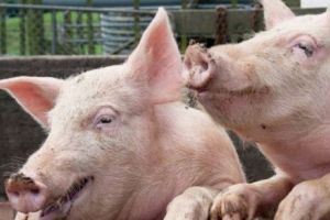 Pesta porcină africană ar putea aduce pagube de sute de milioane de euro fermierilor români. Semnalul de alarmă tras de asociaţia de profil

