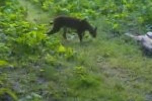 Captură impresionantă pentru silvicultori, la Teregova [VIDEO]