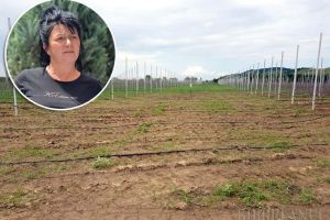 Livada cu ţepe: Cum a ajuns o firmă din Bihor să fie păgubită prin neglijenţa autorităţilor şi şmecheria unui topograf samsar de terenuri