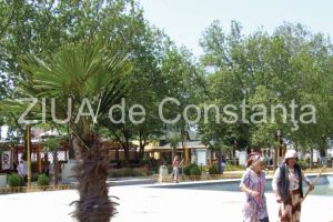 Constanta. Cati bani aloca municipalitatea pentru intretinerea a 16 palmieri?