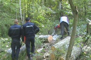 Scutul pădurii: Ilegalităţi în domeniul silvic, la Mogoş – S-au confiscat peste 19 mc de lemn şi s-a aplicat o amendă de peste 3.000 de lei