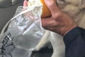 Impresionant! Echipajul unui zbor a salvat viaţa unui bulldog francez. Ce i s-a întâmplat câinelui