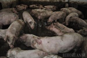 Alertă veterinară: Pesta porcină a ajuns şi în Bihor, o gospodărie din Abrămuţ a rămas fără animale, târgurile din Marghita şi Sălard au fost închise