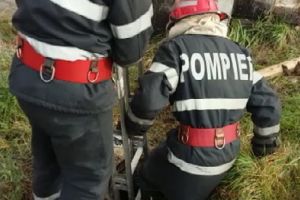 Câine salvat de pompieri, după ce a căzut într-un canal, în cartierul Ioşia