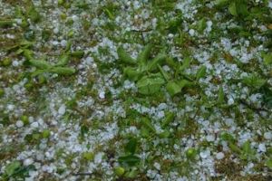 FOTO. Gheaţa a făcut prăpăd în Țara Oaşului! Imagini după o furtună cu grindină