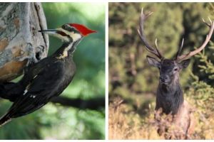 VIDEO: Imagini incredibile din Parcul Natural Apuseni. O ciocănitoare curioasă şi un cerb impunător, surprinşi de camerele de supraveghere