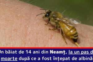 Un băiat de 14 ani, din Neamţ, la un pas de moarte după ce a fost înţepat de albină