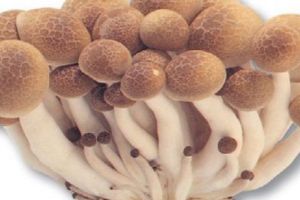 Ciupercile fac victime: 2 morţi şi 35 de persoane intoxicate, într-o săptămână