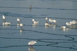 Pescăruşi beţi în Anglia