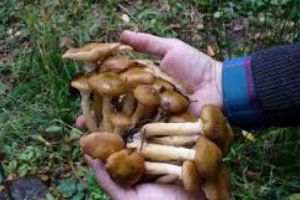 O persoană a murit, iar alte 13 au fost internate după ce s-au intoxicat cu ciuperci, în ultima lună