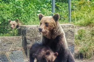 Atenţie dacă mergeţi la cetatea Poienari! O ursoaică cu pui a fost semnalată din nou acolo