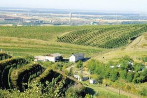 Zeci de localitati prahovene, incluse in 5 centre viticole. Vezi lista completa