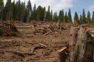 Oamenii au uitat că pădurea i-a apărat de inundaţii şi o taie fără milă!