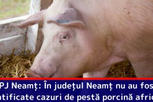 IPJ Neamţ: În judeţul Neamţ nu au fost identificate cazuri de pestă porcină africană