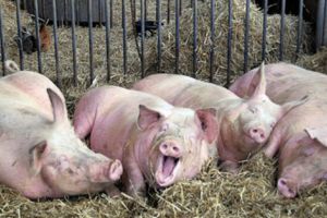 Măsuri de prevenire a pestei porcine africane – La intrarea în cocină, aşterneţi paie îmbibate cu sodă caustică