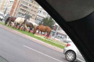 Din oras: Cai la pascut in sensul giratoriu de la Semiluna