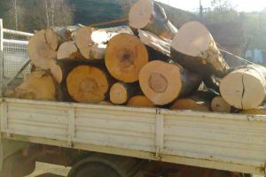 Prins cu lemne fără acte: Materialul lemnos, în custodia Ocolului Silvic Tismana