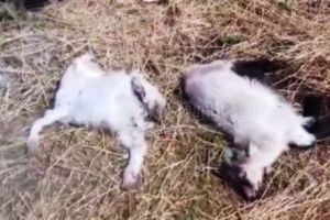 BOTOŞANI. 15 iezi şi şase capre omorâte cu parul de un cioban nebun