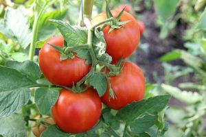 Primii producători de tomate în extrasezon au primit subvenţiile de la Ministerul Agriculturii