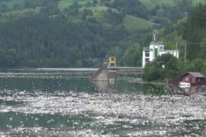 Dezastru ecologic în Bicaz. Primar: ”Îmi vine să urlu, să mă arunc în apă”
