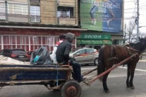 Proiectul de INTERZICERE a căruţelor în Ploieşti a fost publicat pe site-ul Primăriei. Vezi ce sancţiuni sunt propuse!