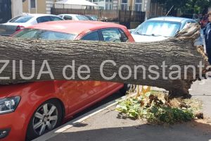 Constanta. Copac cazut peste masini pe strada Tudor Vladimirescu (galerie foto+video)    