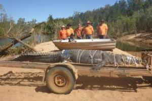 Un crocodil de 600 de kilograme, capturat in nordul Australiei dupa zece ani de cautari