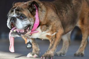 A murit cel mai urât câine din lume – A decedat în somn