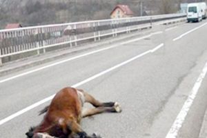 Doi cai pulverizaţi de maşini pe autostradă