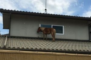 Supravieţuire miraculoasă!  A rezistat dezastrului  provocat de catastrofa meteorologică din Japonia