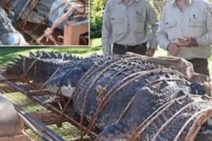 VIDEO cu cea mai INCREDIBILĂ captură făcută vreodată: Au prins un crocodil gigant de 600 kg
