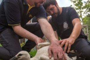 Premieră. Prima BARZĂ cu BULETIN de Bucureşti! Înaripata e păzită şi tratată regeşte