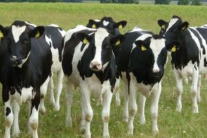 Crescătorii de animale cu neconformităţi vor fi sancţionaţi