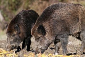 Stimulente pentru împuşcarea mistreţilor bolnavi