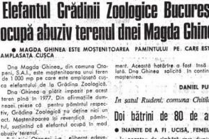 Elefănţica Gaya, de la ZOO Băneasa, a abuzat o femeie