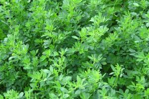 Agricultura pe înţelesul tuturor – În curând trebuie înfiinţate noile culturi furajere perene