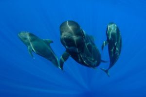 Descoperire uluitoare! Romanii vânau balene în strâmtoarea Gibraltar, Marea Mediterană. Balena cenuşie era printre delicatesele gastronomice