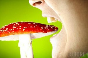 Direcţia de Sănătate Publică avertizează asupra riscului crescut de intoxicaţii cu ciuperci consumate chiar şi involuntar